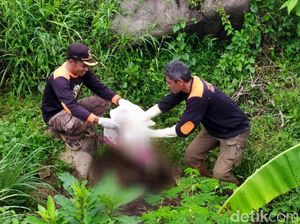 Polisi: Kerangka Berserakan di Hutan Pinus Pemalang Seorang Wanita
