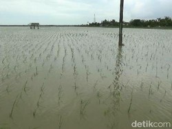 Cerita Petani Subang yang Sawahnya Terancam Puso Akibat Banjir