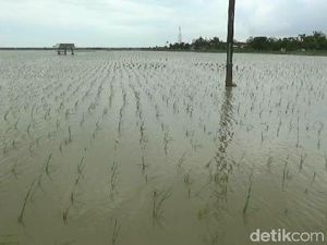 Cerita Petani Subang yang Sawahnya Terancam Puso Akibat Banjir Cerita Petani Subang yang Sawahnya Terancam Puso Akibat Banjir