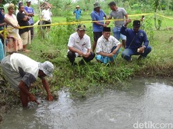 Melihat Lebih Dekat Sawah Mendidih di Sumenep