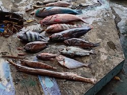 Penjelasan Ilmiah KKP soal Fenomena Kematian Ikan Massal di Maluku Utara