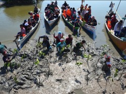 Cinta Bakau, Lestari Pantai