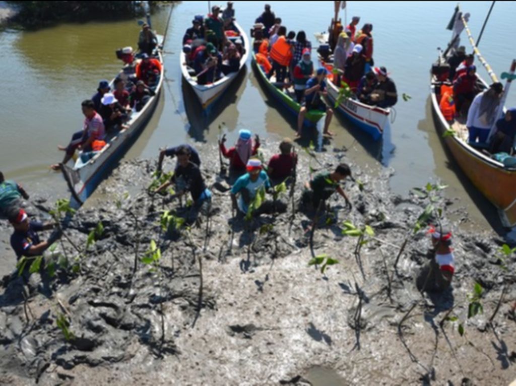 Cinta Bakau, Lestari Pantai Cinta Bakau, Lestari Pantai