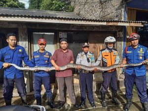 Hiii! Ular Sanca 4 Meter Sembunyi di Plafon Rumah di Jagakarsa