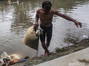 Berkah Banjir, Jumlah Cacing Sutra Melonjak Berkah Banjir, Jumlah Cacing Sutra Melonjak
