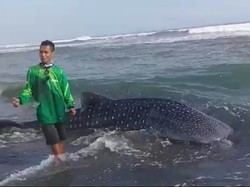 Kasihan... Ada Hiu Paus Bolak-balik Terdampar di Pantai Kulon Progo