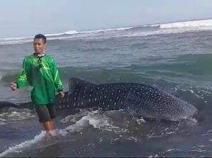 Kasihan... Ada Hiu Paus Bolak-balik Terdampar di Pantai Kulon Progo Kasihan... Ada Hiu Paus Bolak-balik Terdampar di Pantai Kulon Progo
