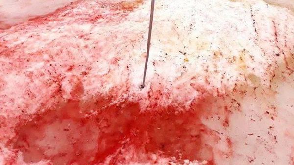 Salju Merah Darah yang Melanda Antartika