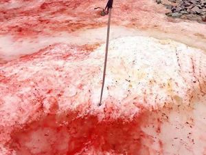 Salju Merah Darah yang Melanda Antartika