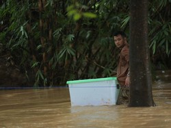 Heboh Panji Petualang Lepas King Cobra Garaga ke Alam Liar