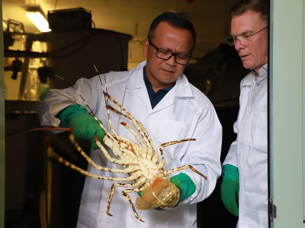 Edhy Prabowo Sebut Lobster Tidak akan Punah Meski Sering Diambil Edhy Prabowo Sebut Lobster Tidak akan Punah Meski Sering Diambil