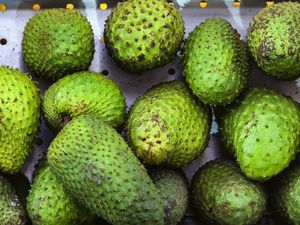 9 Manfaat Buah Sirsak untuk Kesehatan Beserta Cara Mengolah dan Efek Sampingya 9 Manfaat Buah Sirsak untuk Kesehatan Beserta Cara Mengolah dan Efek Sampingya