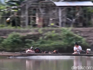 Tak Ada Jembatan, Warga di Mamuju Kesulitan ke Ladang