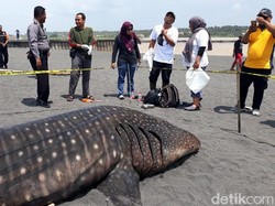 Video Hiu Paus Mati setelah Terdampar di Pantai Congot