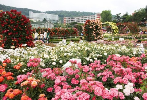 4 Taman Bunga Di Korea Ini Wajib Dikunjungi Saat Musim Panas