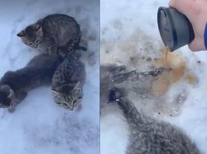Gunakan Kopi Hangat Untuk Selamatkan Anak Kucing yang Beku, Pria Ini Panen Pujian