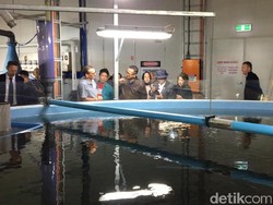 Mengintip Pusat Budi Daya Salmon Terbesar Dunia di Tasmania