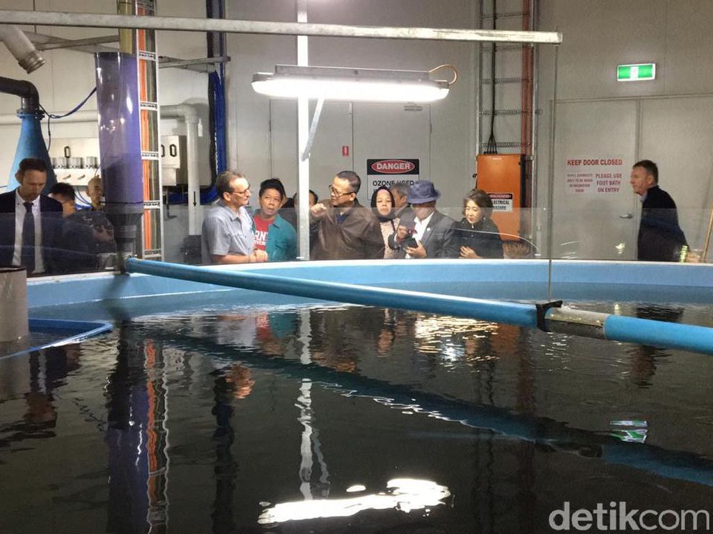 Mengintip Pusat Budi Daya Salmon Terbesar Dunia di Tasmania Mengintip Pusat Budi Daya Salmon Terbesar Dunia di Tasmania