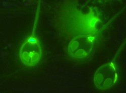 Mengherankan, Hewan Ini Hidup Tanpa Bernapas