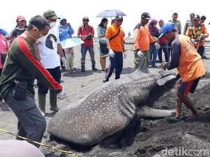 Cek Penyebab Kematian, Petugas BKSDA Bedah Bangkai Hiu Paus di Kulon Progo