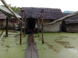 Banjir Warna Hijau Rendam Desa di Seram Barat, 716 Warga Mengungsi
