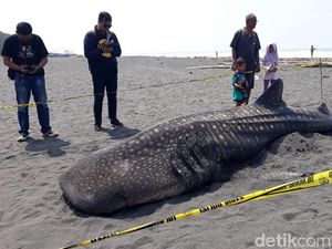 Hiu Paus yang Mati Terdampar di Kulon Progo Akhirnya Dikubur
