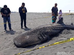 Hiu Paus yang Mati Terdampar di Kulon Progo Akhirnya Dikubur