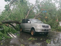 Niat Menepi Karena Hujan, Mobil Ini Keburu Tertimpa Pohon Tumbang