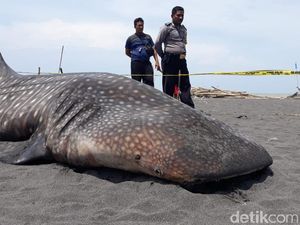 BKSDA Cek Sebab Kematian Hiu Paus di Kulon Progo, Ini Hasil Sementara