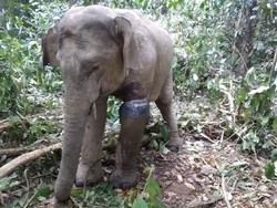 Kisah Heroik Sertu Iskandar Gugur Terinjak Gajah Liar