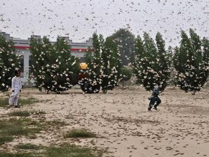 China Akan Kirim Pasukan Bebek Lawan Hama Belalang di Pakistan