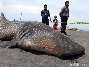 Penampakan Hiu Paus yang Mati Terdampar di Kulon Progo