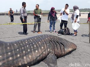 Beberapa Kali Terdampar, Hiu Paus Ini Ditemukan Mati di Kulon Progo