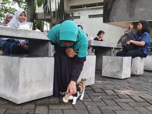 Pemerhati Satwa Liar Pertanyakan Solusi ITS soal Kampus Bebas Kucing Pemerhati Satwa Liar Pertanyakan Solusi ITS soal Kampus Bebas Kucing