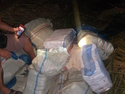 Polisi Amankan 350 Kg Ganja di Padangsidimpuan, Pemiliknya Diburu