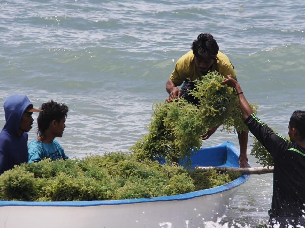 Akhirnya! Petani Rumput Laut RI Menang Gugatan Tumpahan Minyak Montara