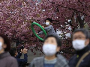 Keindahan Festival Bunga Sakura yang Tercoreng Corona