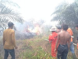 12 Hektare Lahan Sawit di Agam Sumbar Terbakar