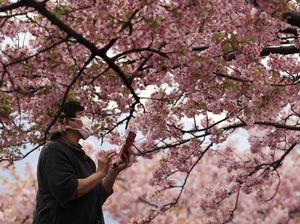 10 Taman Bunga yang Menawan di Seluruh Dunia saat Wabah Corona Melanda
