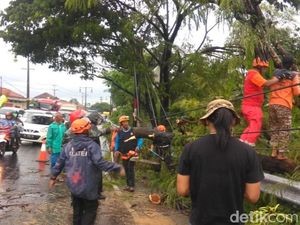 Pohon Tumbang ke Badan Jalan, Lalin di Rute Yogya-Klaten Tersendat