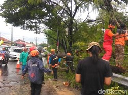 Pohon Tumbang ke Badan Jalan, Lalin di Rute Yogya-Klaten Tersendat