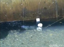 Bukan Kail, Nelayan di Palabuhanratu Mancing Ikan Pakai Botol