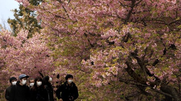 Penduduk Jepang Rela ke Luar Rumah Demi Sakura dan Mentari