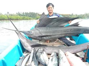 Jangilus, Nama Lokal Ikan Marlin Favorit Pemancing di Pangandaran