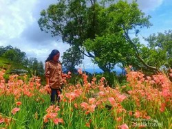 Coba Tebak, Taman Bunga Ini ada di Mana?