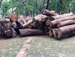 Misteri Mulai Tersingkap! Ini Sebagian Pohon Tebangan Revitalisasi Monas