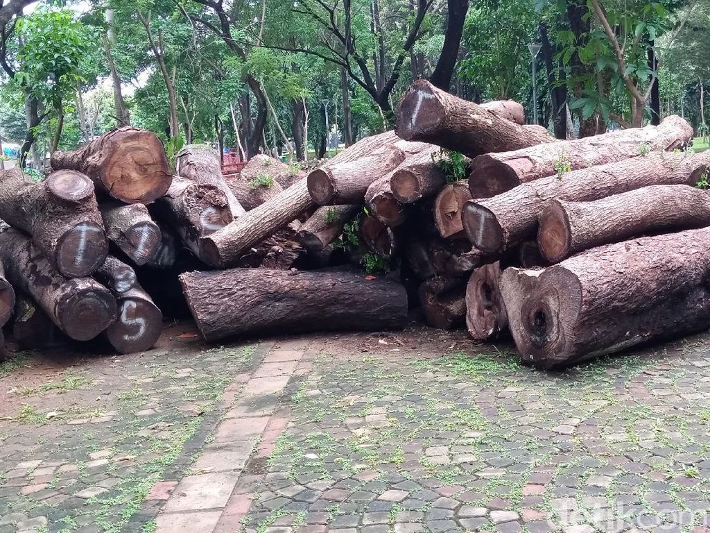 Jenis Pohon yang Jadi Gelondongan di Proyek Monas: Mahoni hingga Palem Jenis Pohon yang Jadi Gelondongan di Proyek Monas: Mahoni hingga Palem
