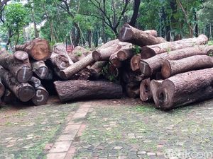 Jenis Pohon yang Jadi Gelondongan di Proyek Monas: Mahoni hingga Palem Jenis Pohon yang Jadi Gelondongan di Proyek Monas: Mahoni hingga Palem