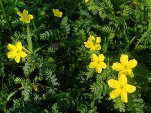 Si Cantik yang Tak Diinginkan di Baluran