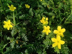 Si Cantik yang Tak Diinginkan di Baluran